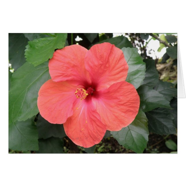 Beautiful Orange Hibisken Blume Custom Card (Vorderseite (Horizontal))
