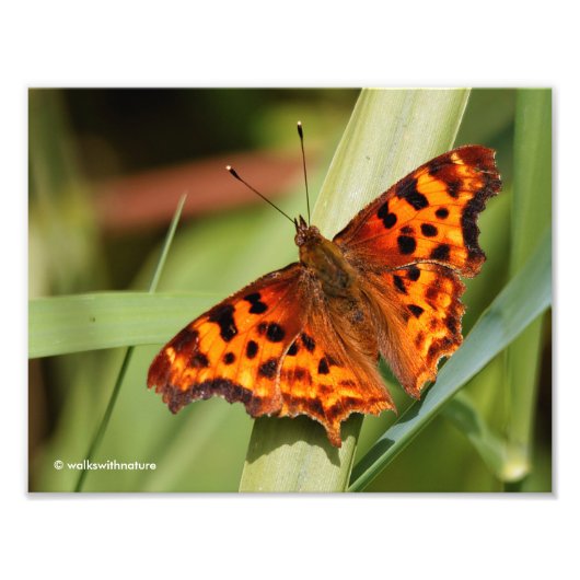 Beautiful Orange Satyr Comma Butterfly Fotodruck (Vorne)