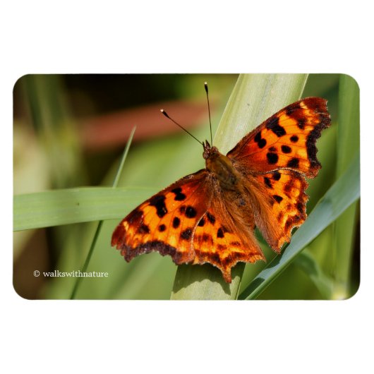 Beautiful Orange Satyr Comma Butterfly Magnet (Horizontal)