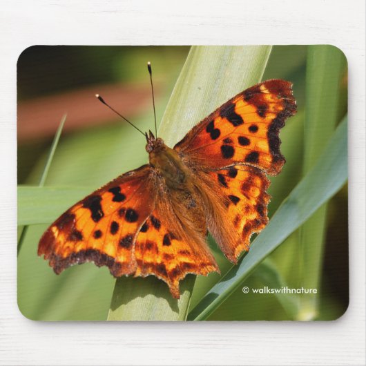 Beautiful Orange Satyr Comma Butterfly Mousepad (Vorne)
