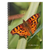 Beautiful Orange Satyr Comma Butterfly Notizblock (Vorderseite)