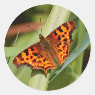 Beautiful Orange Satyr Comma Butterfly Runder Aufkleber