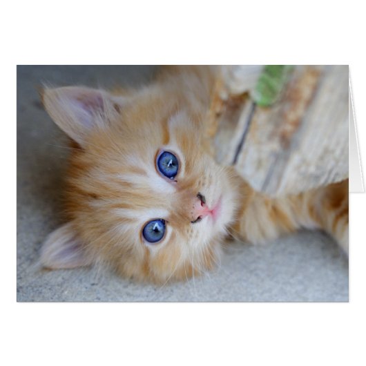 Beautiful Orange Tabby Kitten (Vorderseite (Horizontal))