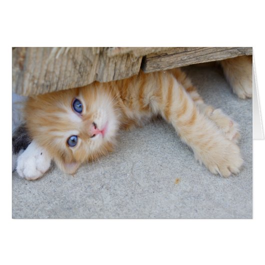 Beautiful Orange Tabby Kitten (Vorderseite (Horizontal))