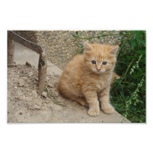 Beautiful Orange Tabby Kitten Fotodruck