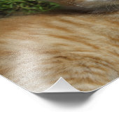 Beautiful Orange Tabby Kitten Fotodruck (Ecke)