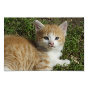 Beautiful Orange Tabby Kitten Fotodruck