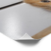 Beautiful Orange Tabby Kitten Fotodruck (Ecke)