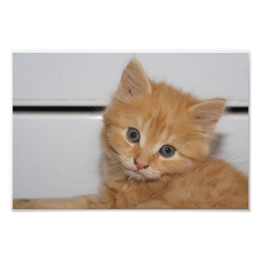 Beautiful Orange Tabby Kitten Fotodruck (Vorne)