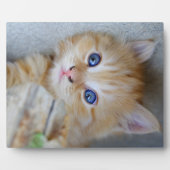Beautiful Orange Tabby Kitten Fotoplatte (Vorderseite)