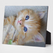 Beautiful Orange Tabby Kitten Fotoplatte (Seite)