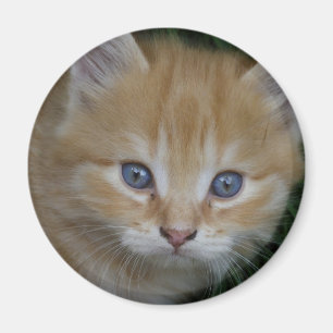 Beautiful Orange Tabby Kitten Magnet