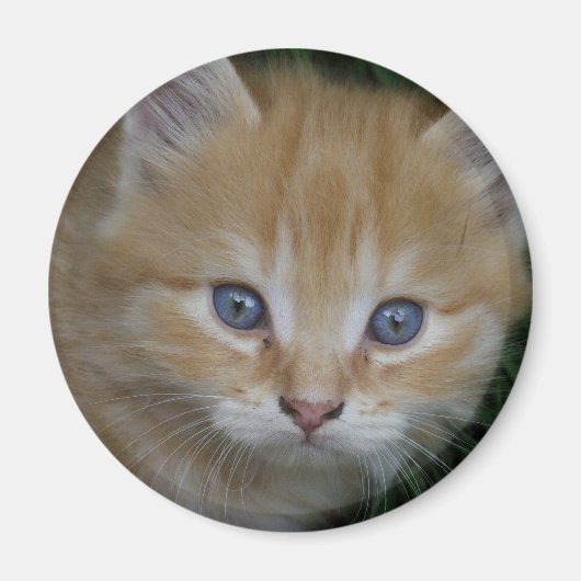 Beautiful Orange Tabby Kitten Magnet (Vorne)