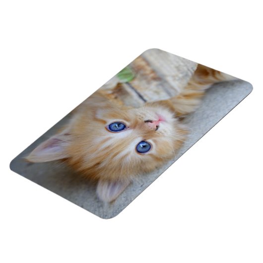 Beautiful Orange Tabby Kitten Magnet (Linke Seite)