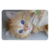 Beautiful Orange Tabby Kitten Magnet (Horizontal)