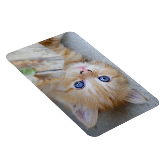 Beautiful Orange Tabby Kitten Magnet (Rechte Seite)