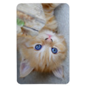 Beautiful Orange Tabby Kitten Magnet (Vertikal)