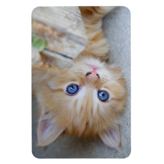 Beautiful Orange Tabby Kitten Magnet (Vertikal)