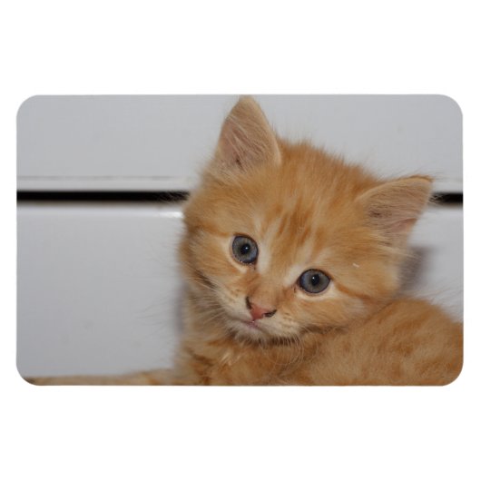 Beautiful Orange Tabby Kitten Magnet (Horizontal)