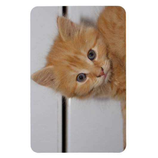 Beautiful Orange Tabby Kitten Magnet (Vertikal)