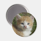Beautiful Orange Tabby Kitten Magnet (Vorderseite/Rückseite)