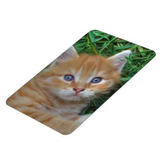 Beautiful Orange Tabby Kitten Magnet (Linke Seite)