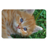 Beautiful Orange Tabby Kitten Magnet (Horizontal)