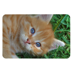 Beautiful Orange Tabby Kitten Magnet