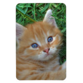 Beautiful Orange Tabby Kitten Magnet (Vertikal)