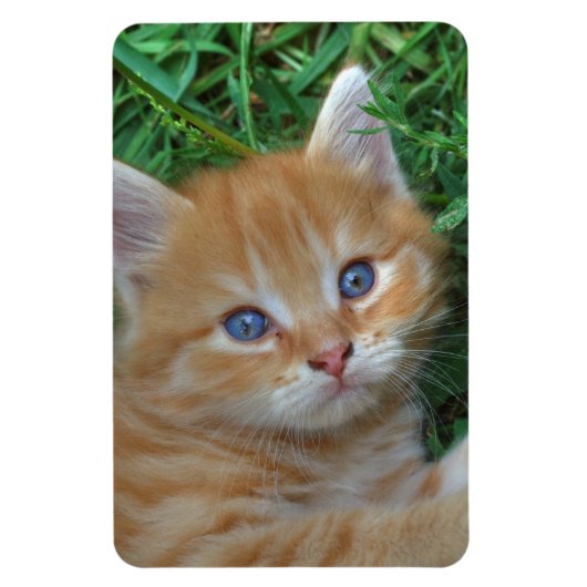 Beautiful Orange Tabby Kitten Magnet (Vertikal)