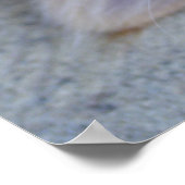 Beautiful Orange Tabby Kitten Poster (Ecke)