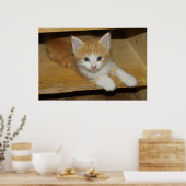Beautiful Orange Tabby Kitten Poster (Küche)