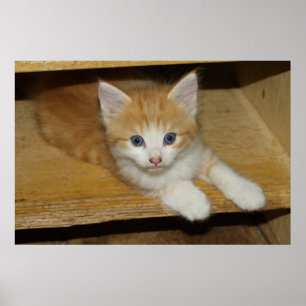 Beautiful Orange Tabby Kitten Poster
