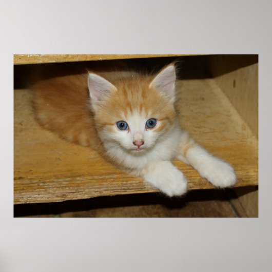 Beautiful Orange Tabby Kitten Poster (Vorne)