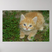 Beautiful Orange Tabby Kitten Poster (Vorne)
