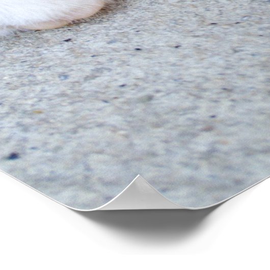 Beautiful Orange Tabby Kitten Poster (Ecke)