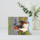 Beautiful Paint Horse in a field of Blue Bonnets Postkarte (Stehend Vorderseite)