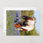 Beautiful Paint Horse in a field of Blue Bonnets Postkarte (Vorne/Hinten)