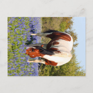 Beautiful Paint Horse in a field of Blue Bonnets Postkarte