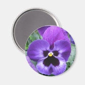 Beautiful Pansy Magnet (Vorderseite/Rückseite)