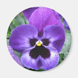 Beautiful Pansy Magnet