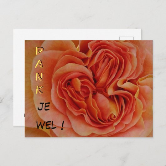 Beautiful Pastel Rose Dank je Stuhl Postkarte (Vorne/Hinten)