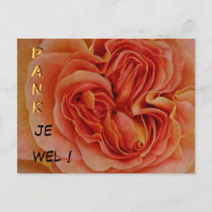 Beautiful Pastel Rose Dank je Stuhl Postkarte