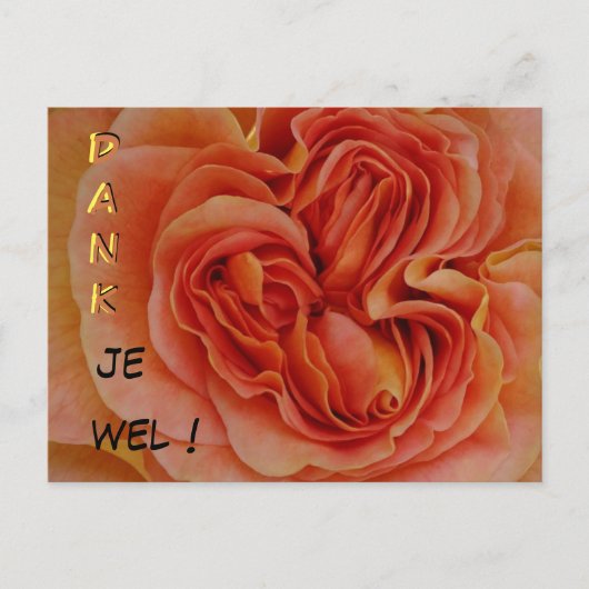 Beautiful Pastel Rose Dank je Stuhl Postkarte (Vorderseite)