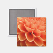 Beautiful Peach Cfarbred Dahlia Blume Petals Magnet (Vorderseite/Rückseite)