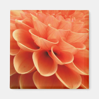 Beautiful Peach Cfarbred Dahlia Blume Petals Magnet