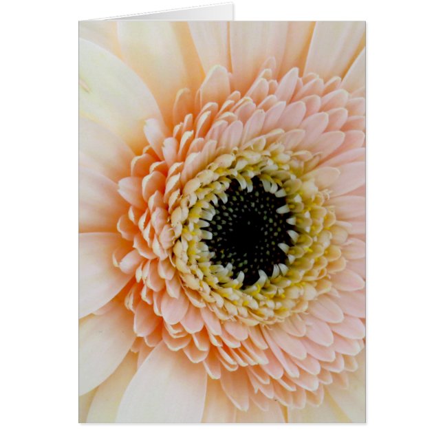 Beautiful Peach/Cream Gerber (Vorne)