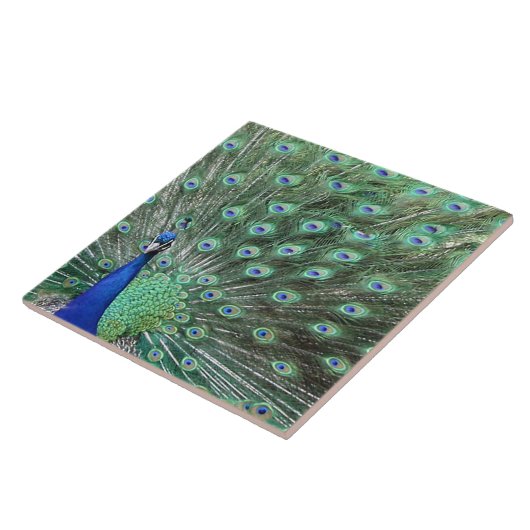 Beautiful Peacock Art Tile Fliese (Seite)