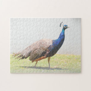 Beautiful Peacock Bird Puzzle
