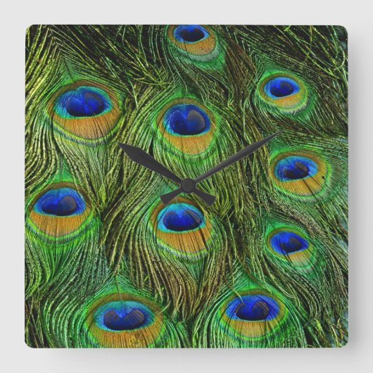 Beautiful Peacock Feathers Quadratische Wanduhr (Vorderseite)